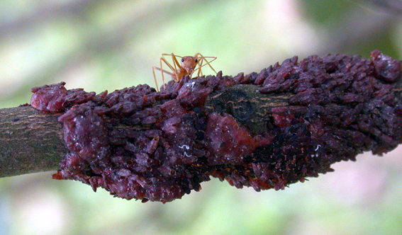 Nhựa cánh kiến đỏ - Dược Liệu Đức Phú - Công Ty Cổ Phần Nông Lâm Nghiệp Đức Phú